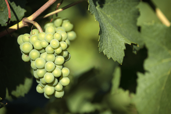 Chardonnay